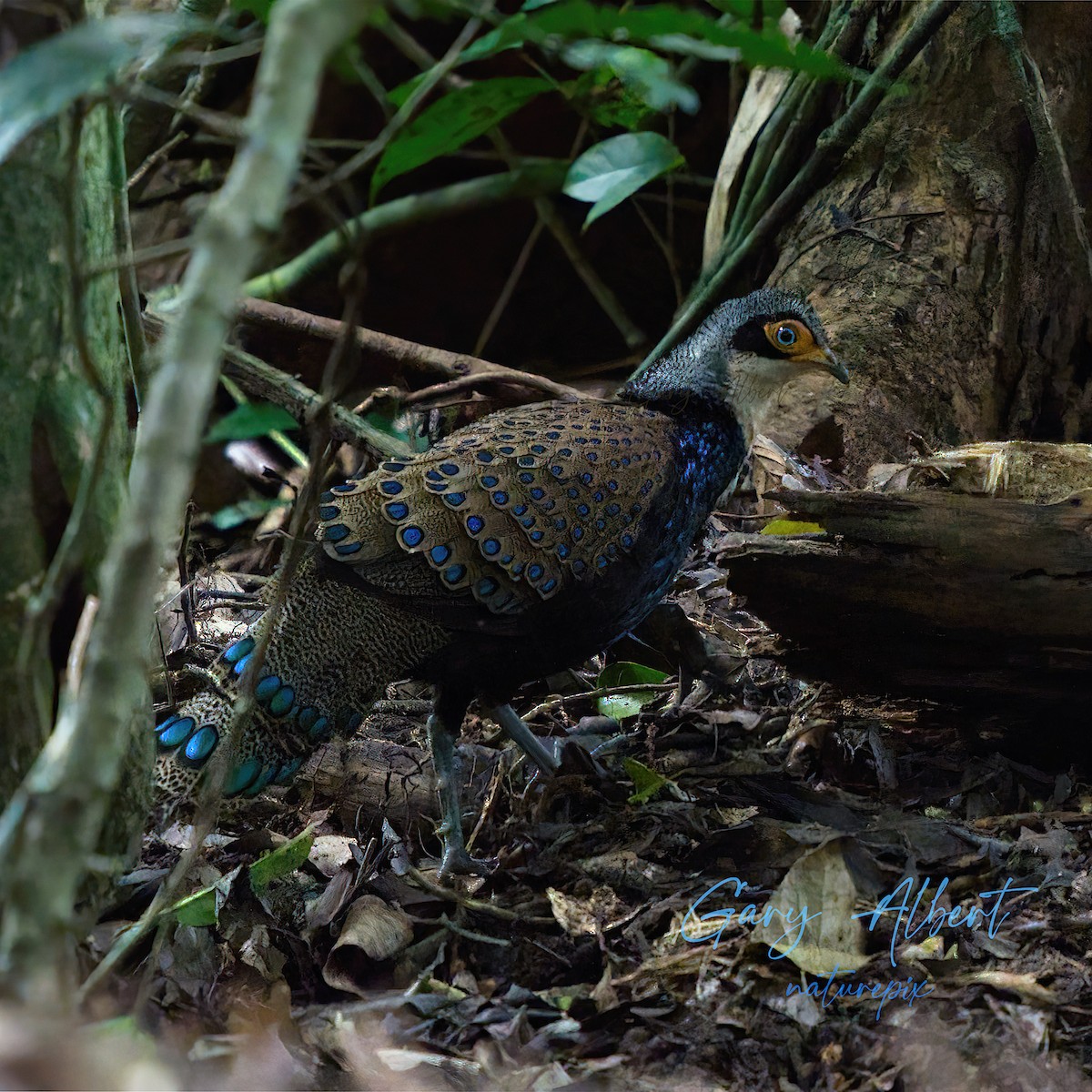 Bornean Peacock-Pheasant - ML437031891