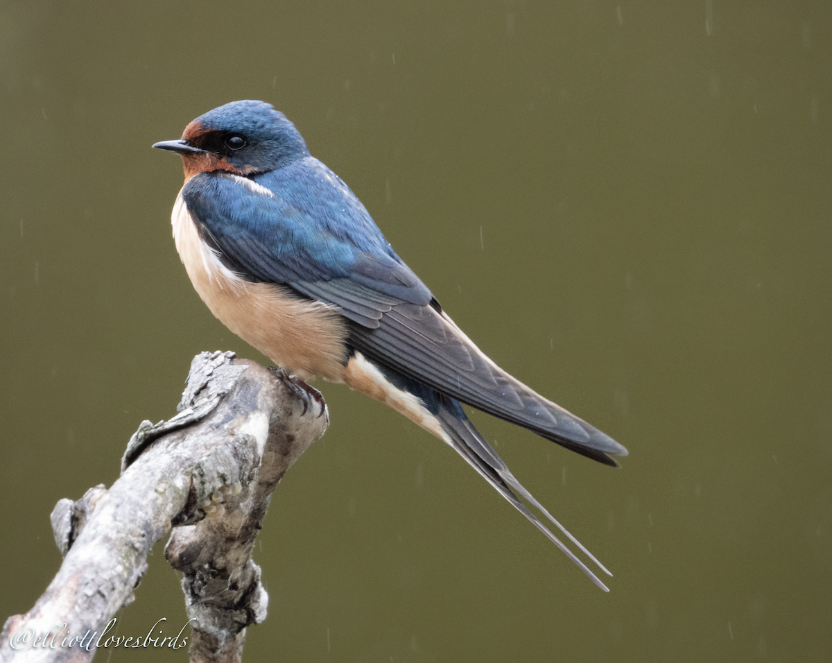 Barn Swallow - Elliott Ress