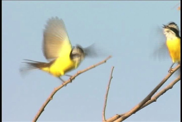White-bearded Flycatcher - ML437035