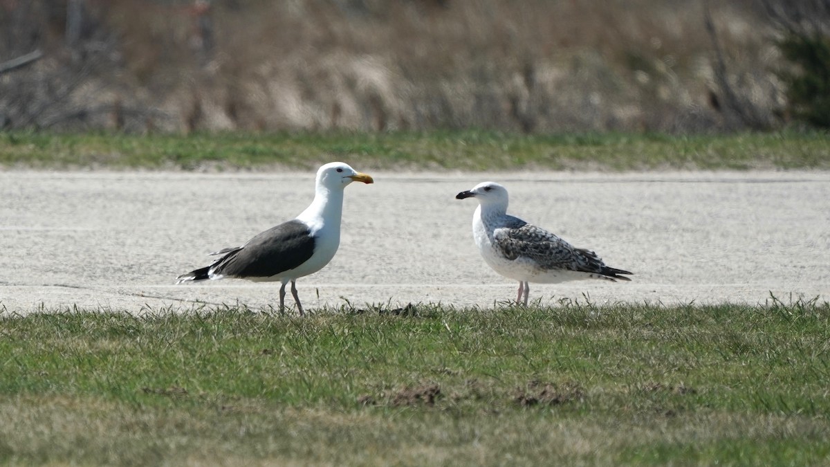 Great Black-backed Gull - ML437035621