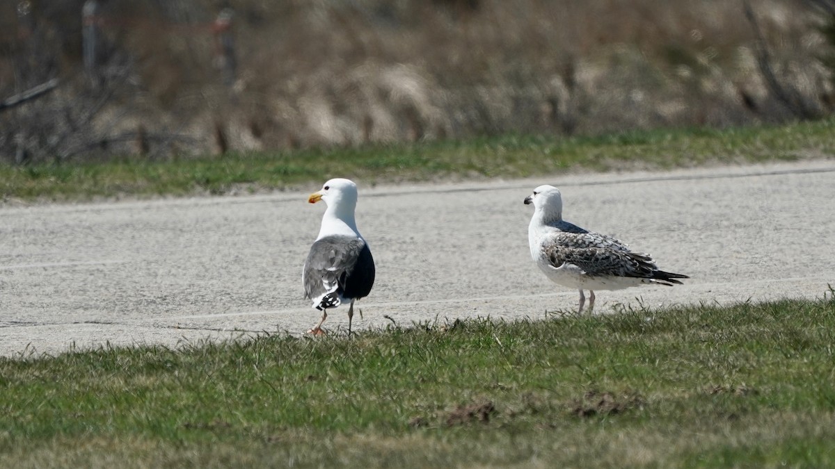 Great Black-backed Gull - ML437035651