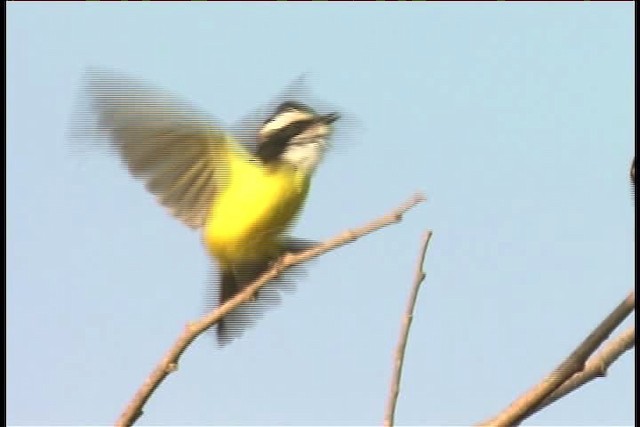 White-bearded Flycatcher - ML437036