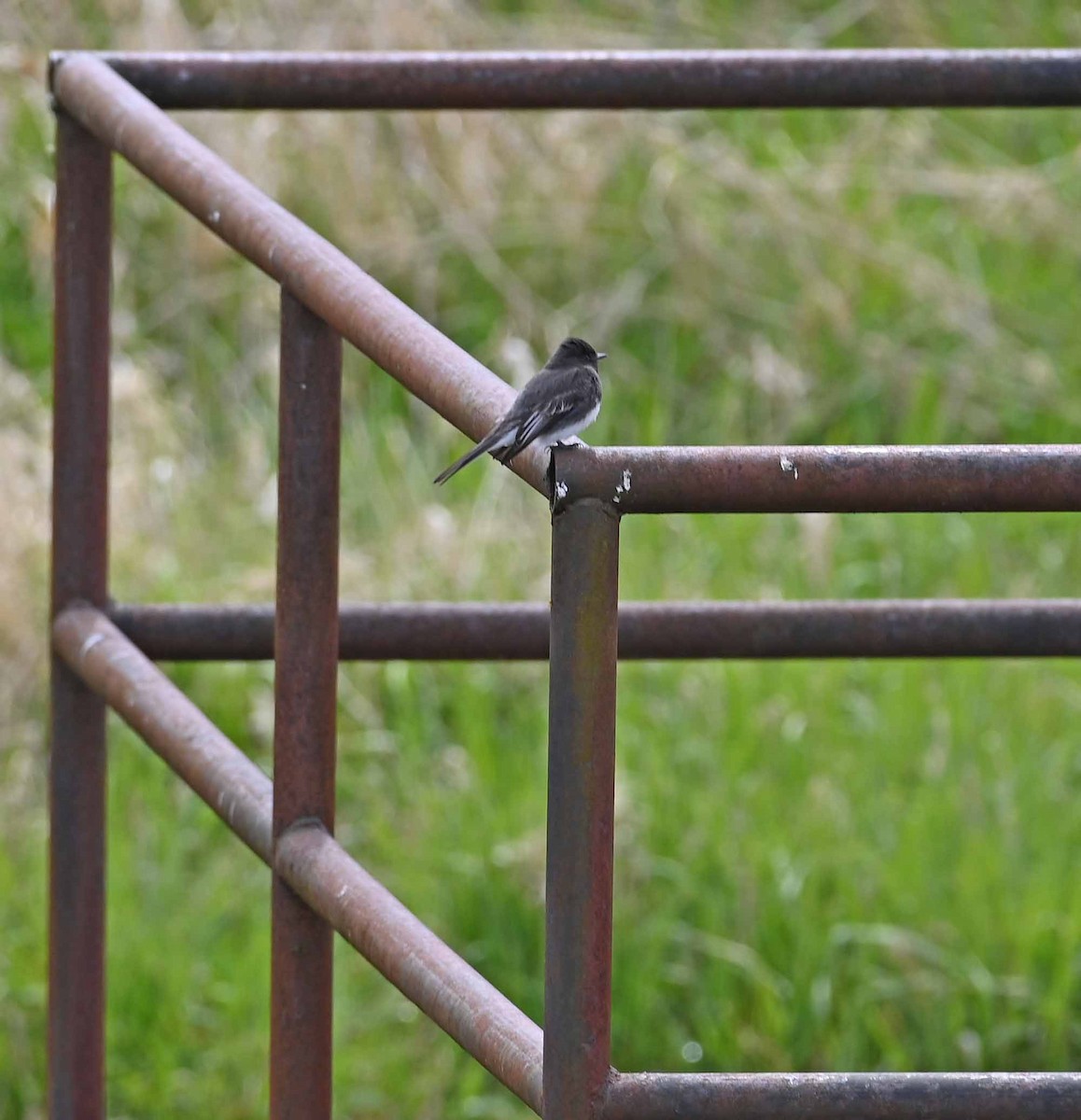 Black Phoebe - ML437036191