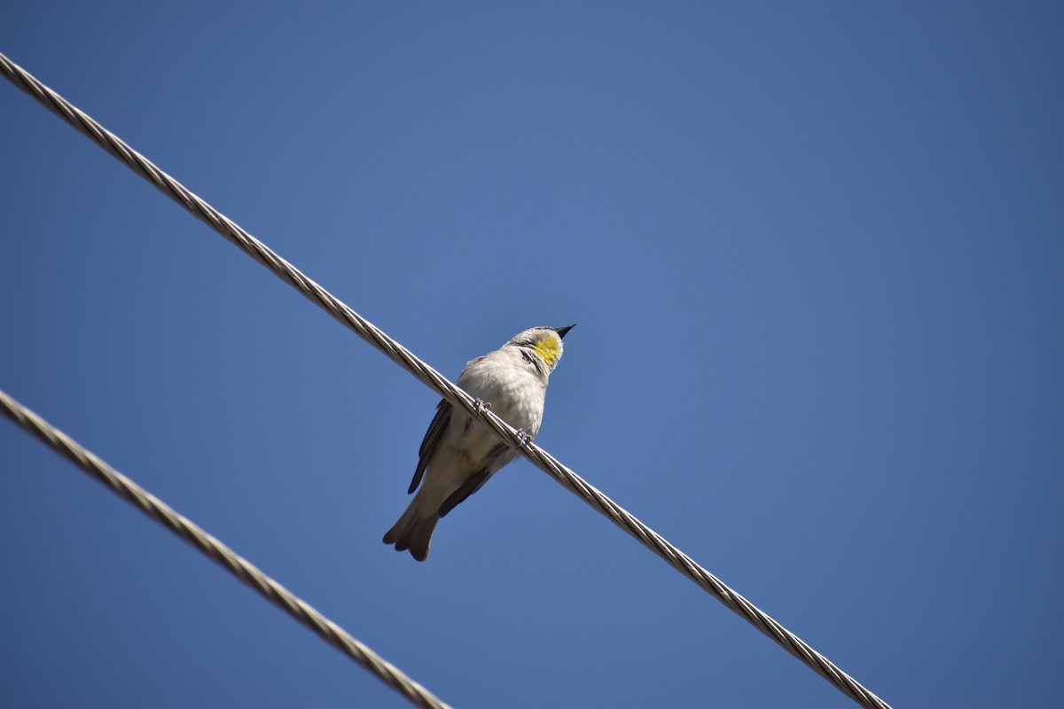 Yellow-throated Sparrow - Shubham Fulara