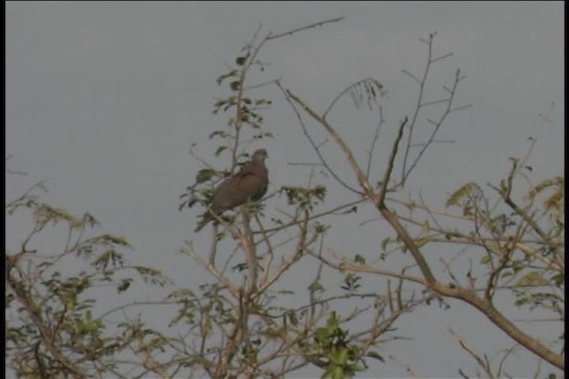 Pale-vented Pigeon - ML437039