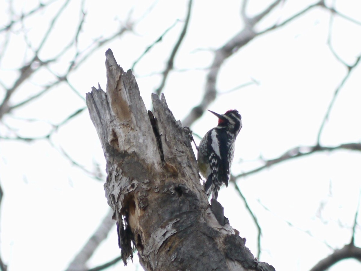 Yellow-bellied Sapsucker - ML437039281