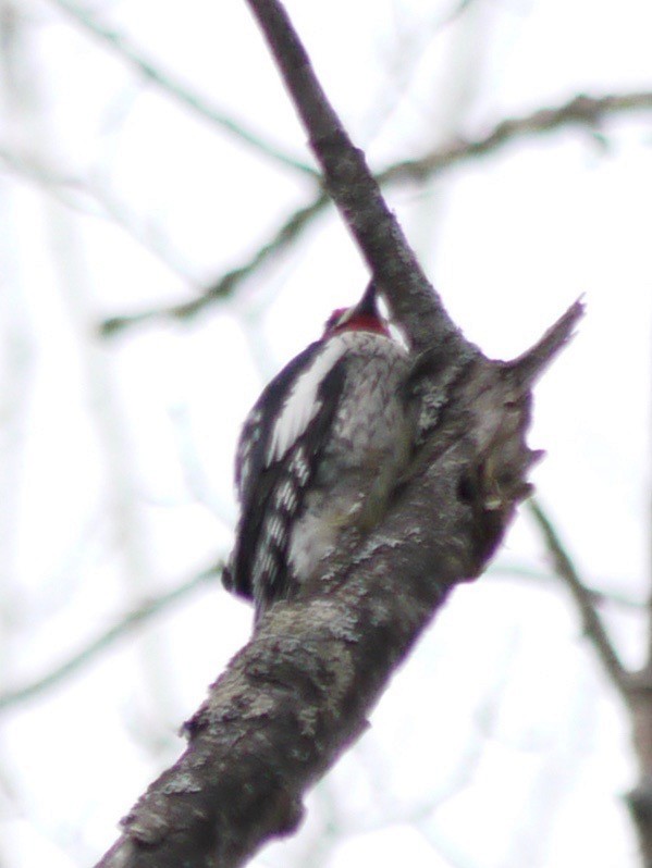 Yellow-bellied Sapsucker - ML437039301