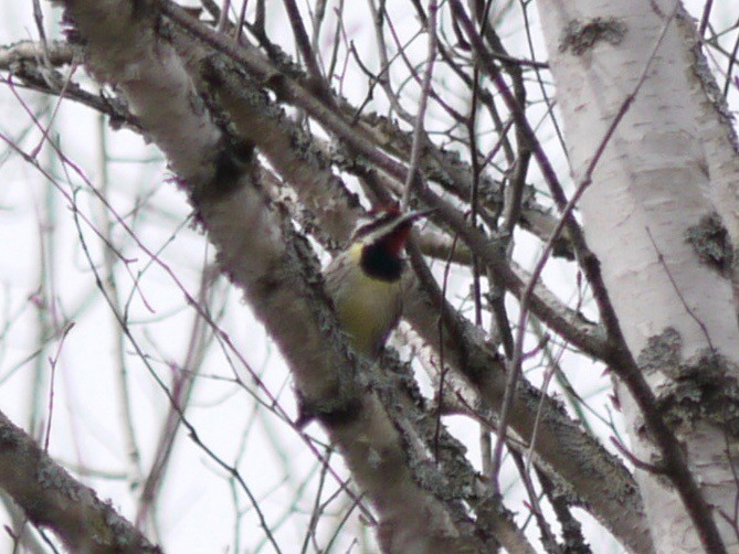 Yellow-bellied Sapsucker - ML437039311