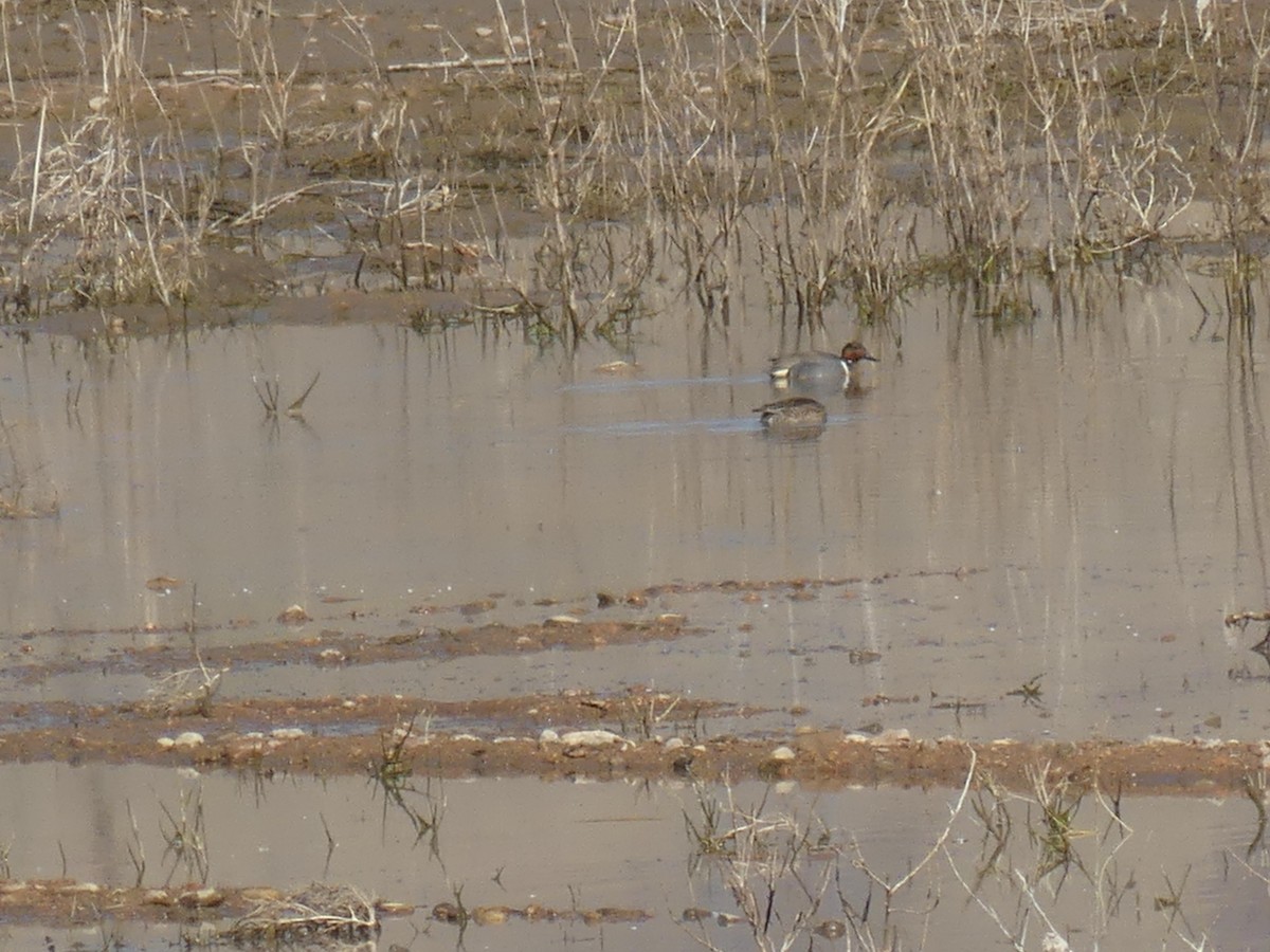 Green-winged Teal - ML437039841