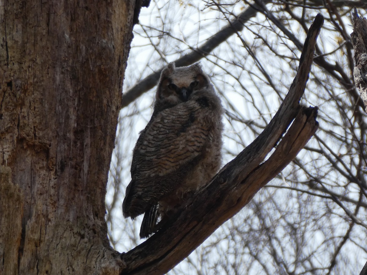 Great Horned Owl - ML437039971