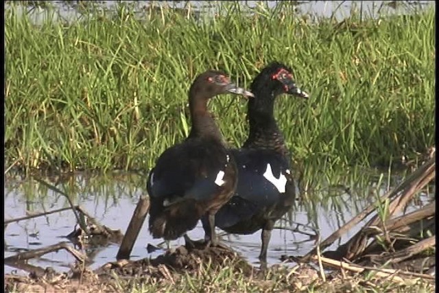 Muscovy Duck - ML437040