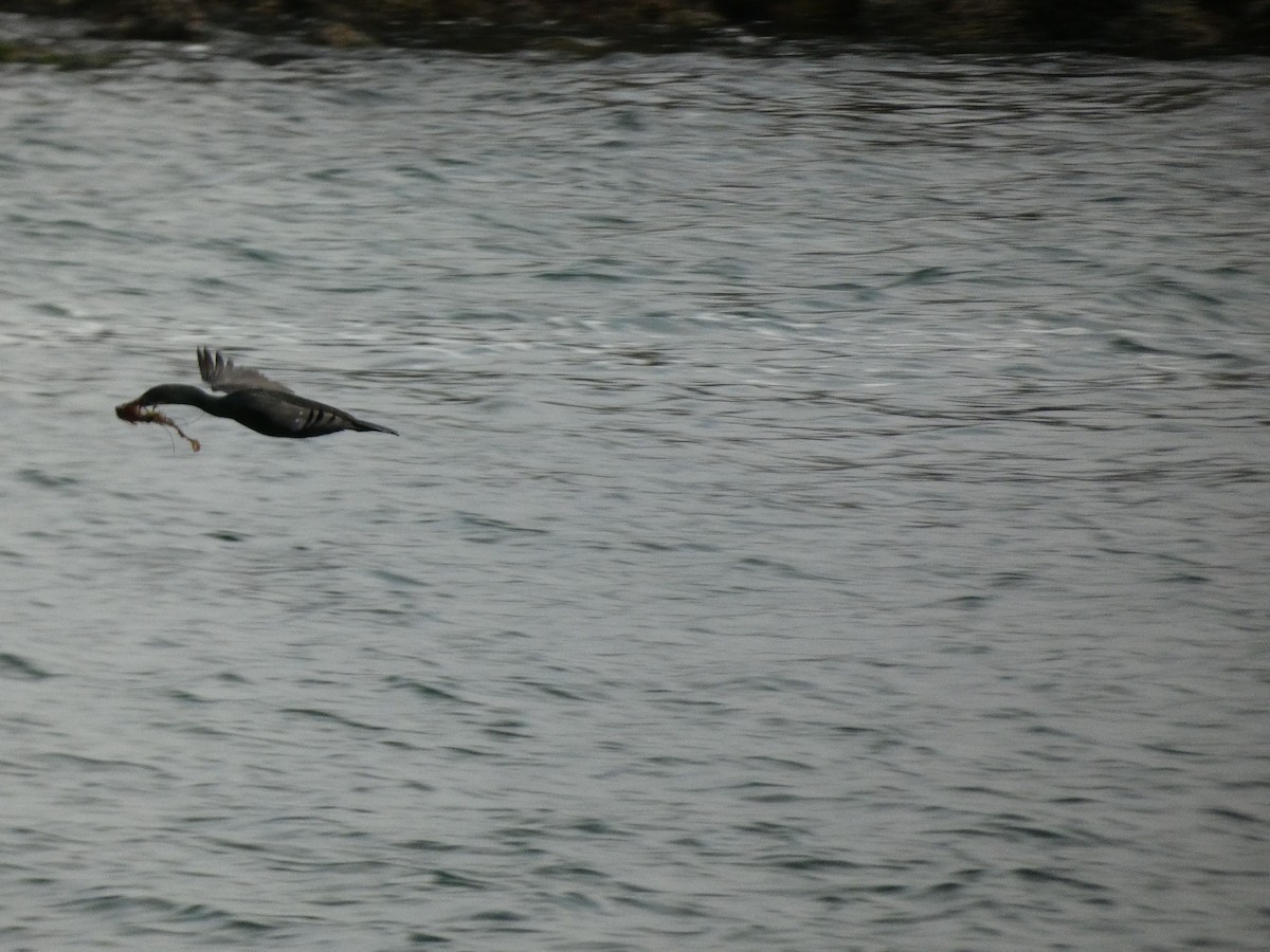 Pelagic Cormorant - ML437040601