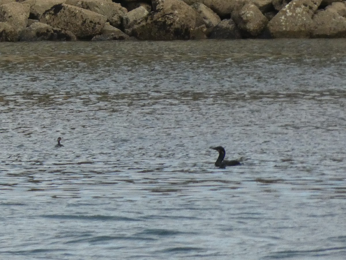 Pelagic Cormorant - ML437040611