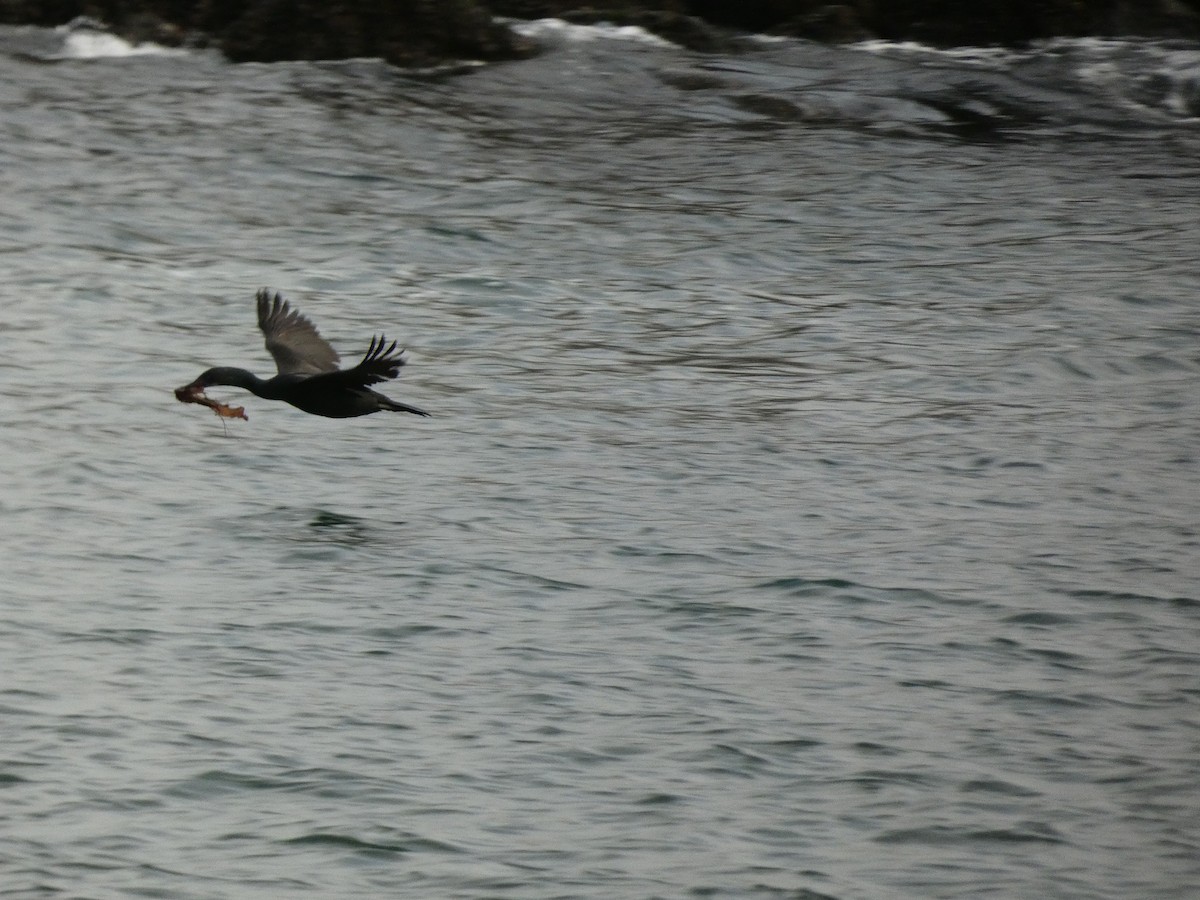 Pelagic Cormorant - ML437040621