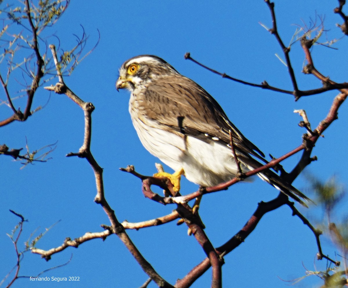 Spot-winged Falconet - fernando segura