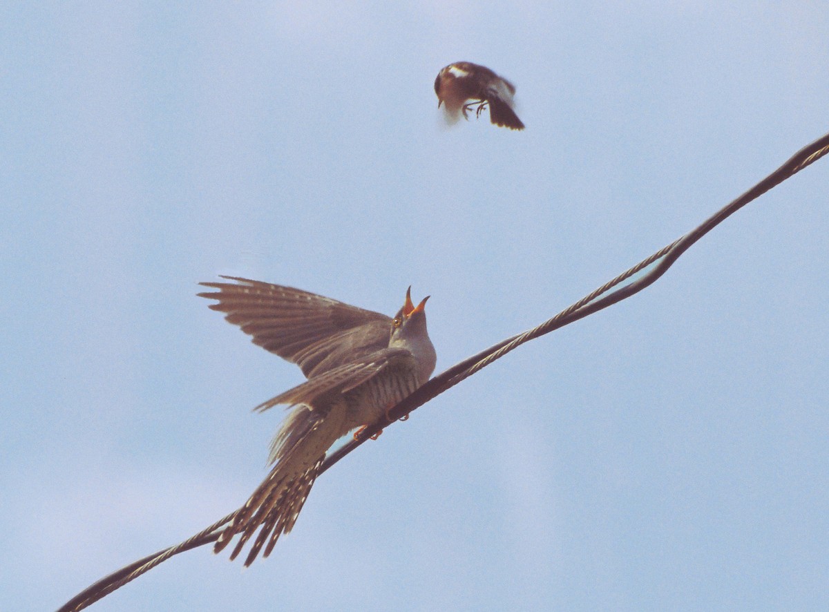 Common Cuckoo - ML43704101