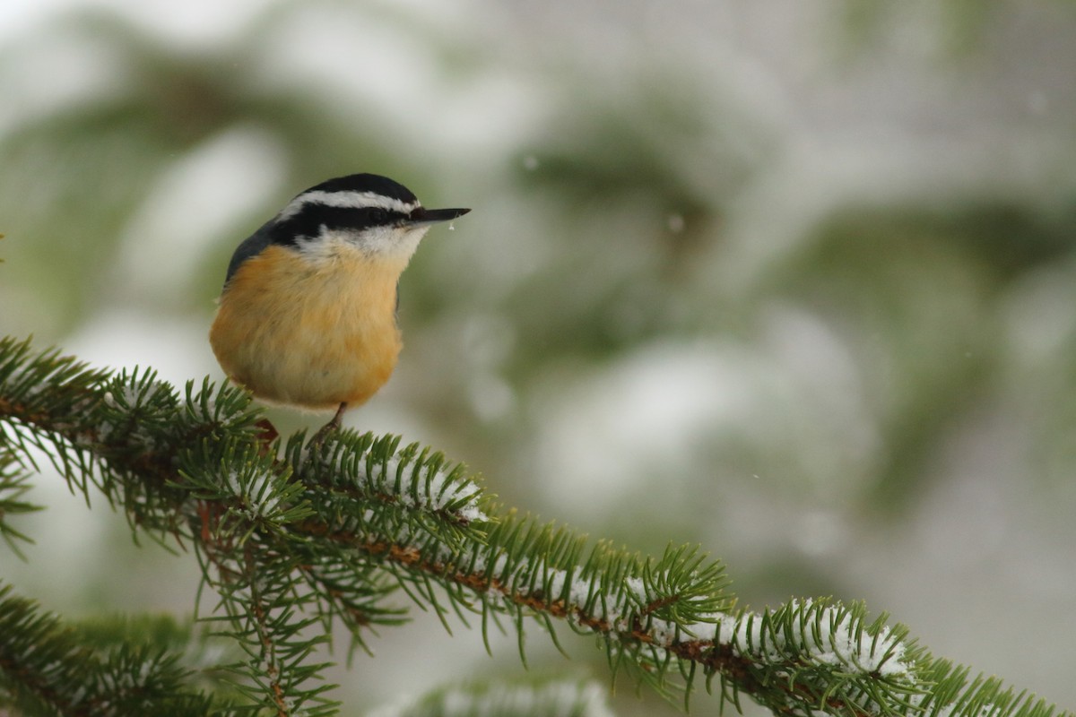 Red-breasted Nuthatch - ML437041251