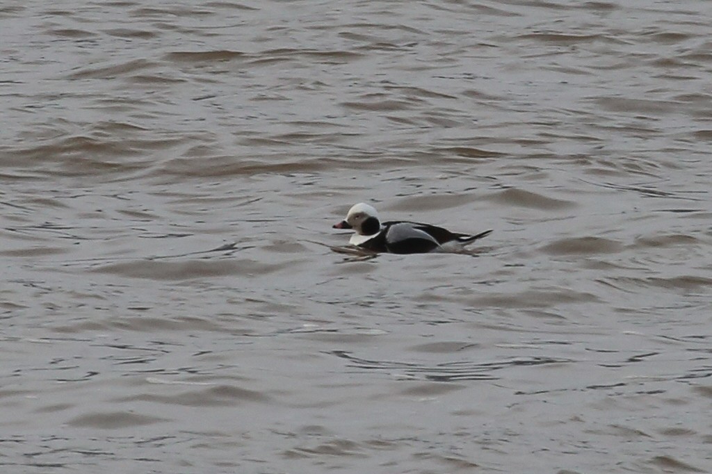 Long-tailed Duck - ML43704181