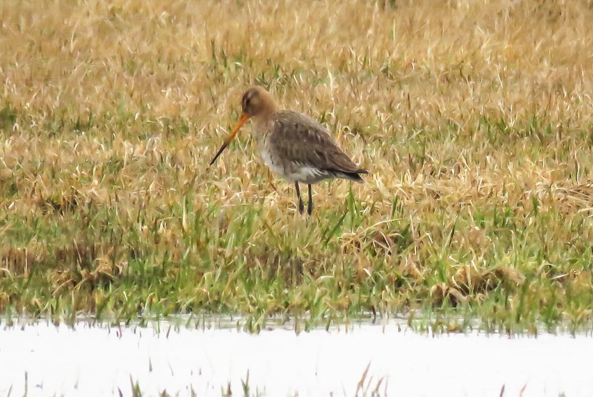 Black-tailed Godwit - ML437042111