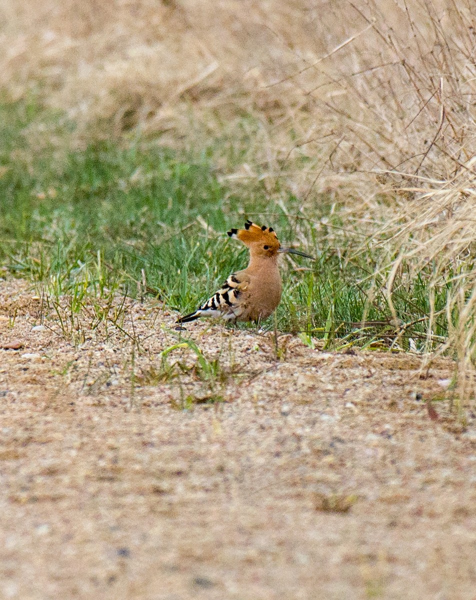 Eurasian Hoopoe - ML437042221