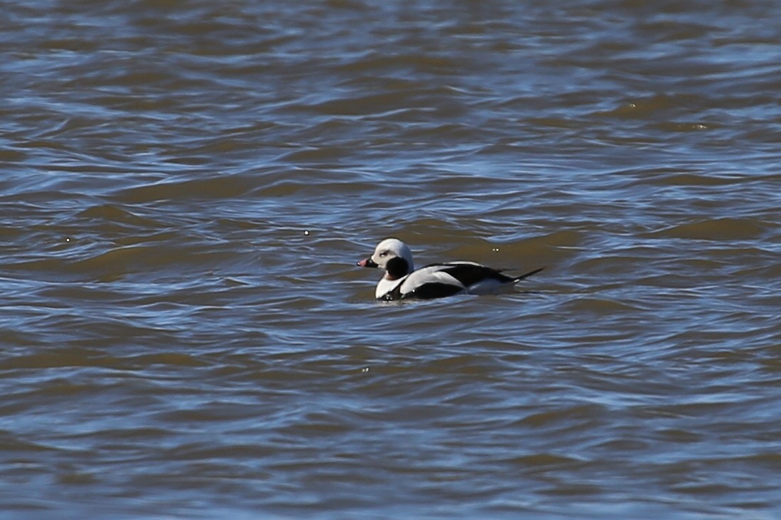 Long-tailed Duck - ML43704301