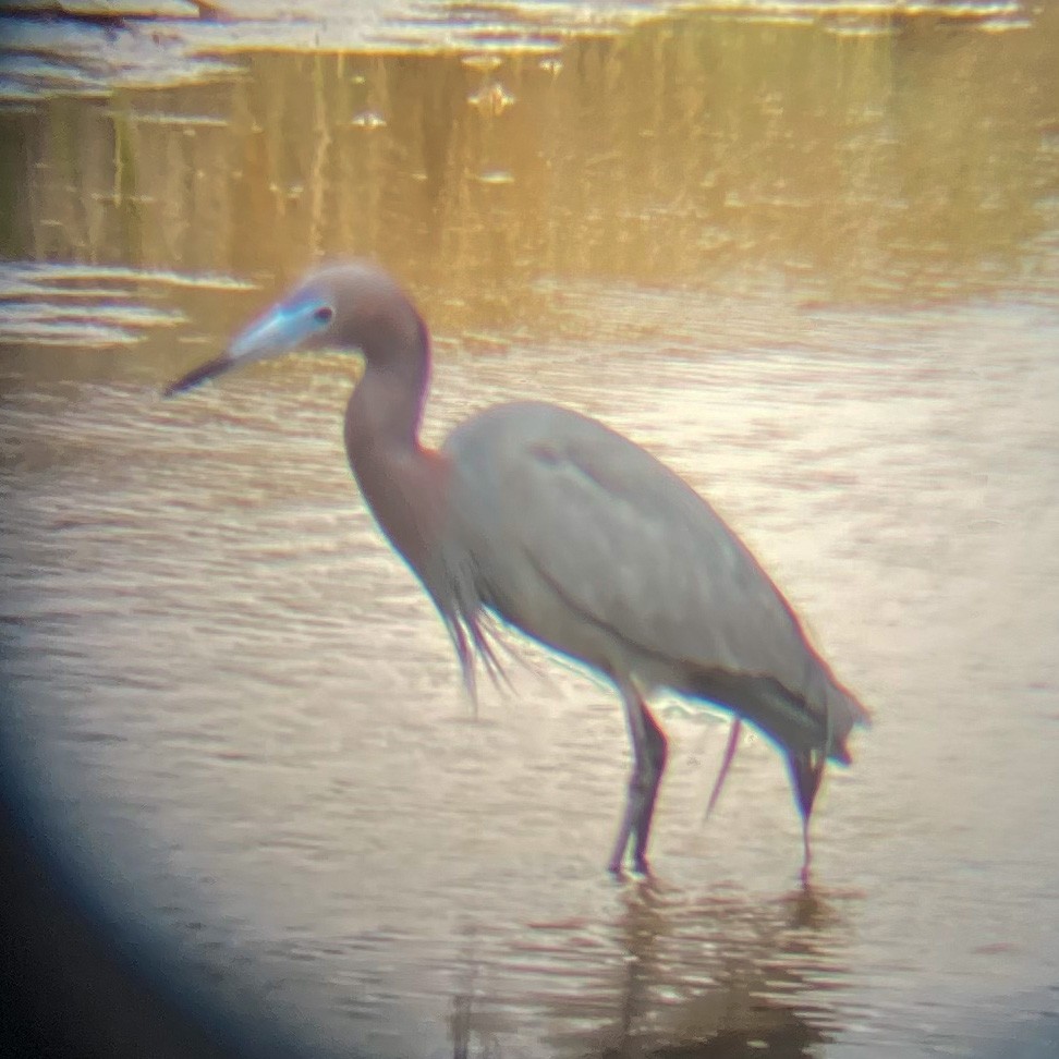 Little Blue Heron - ML437043901
