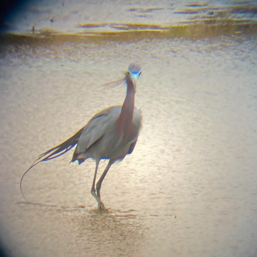 Little Blue Heron - ML437043911