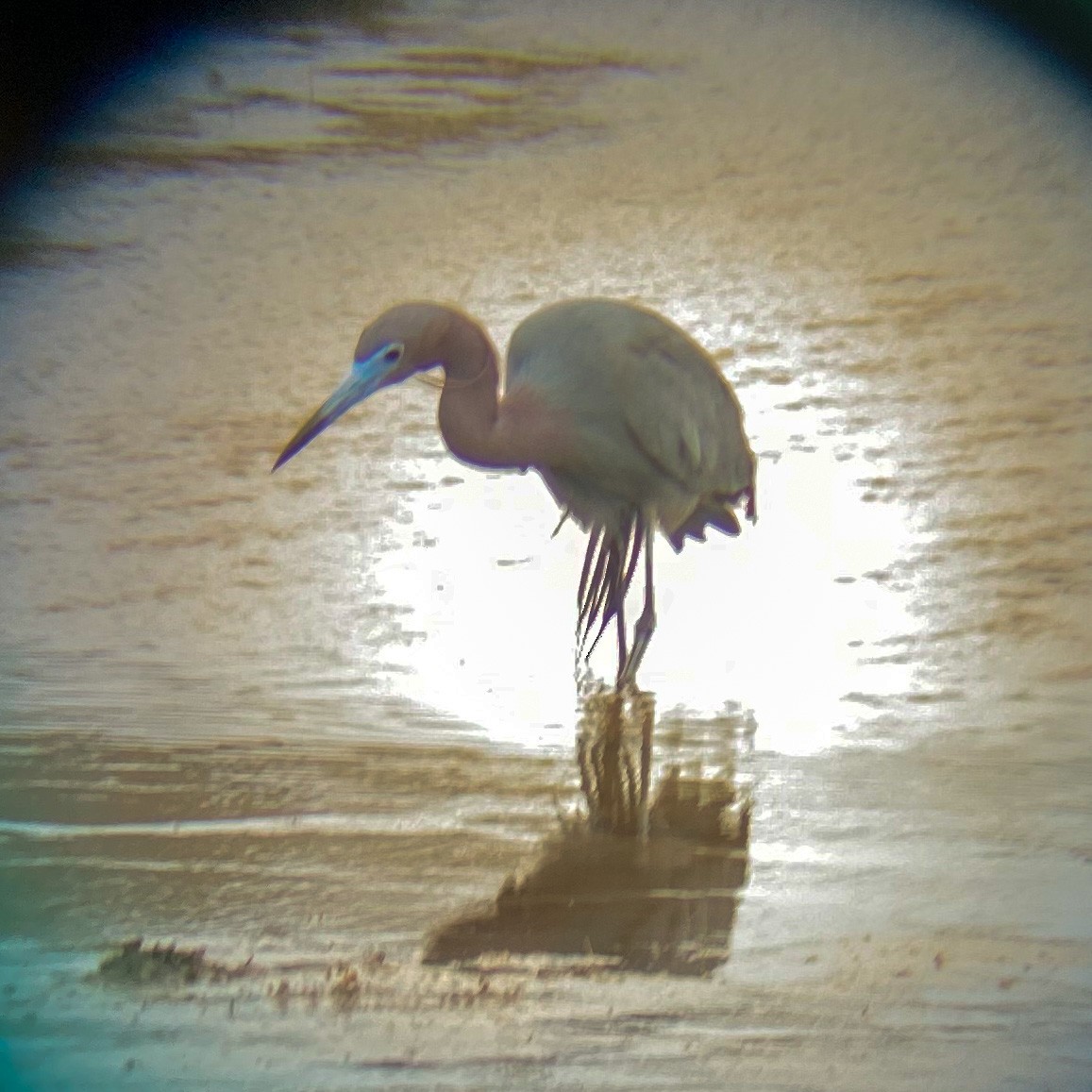 Little Blue Heron - Douglas Bruns