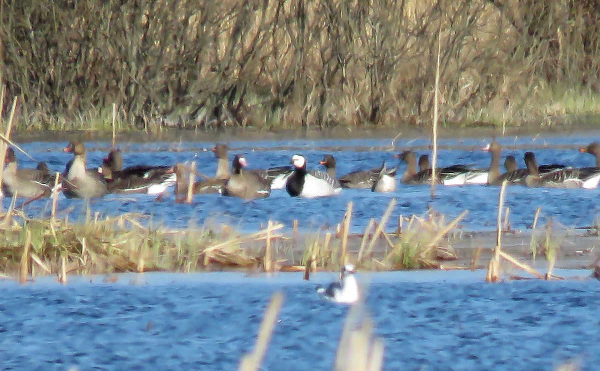 Barnacle Goose - ML437045911