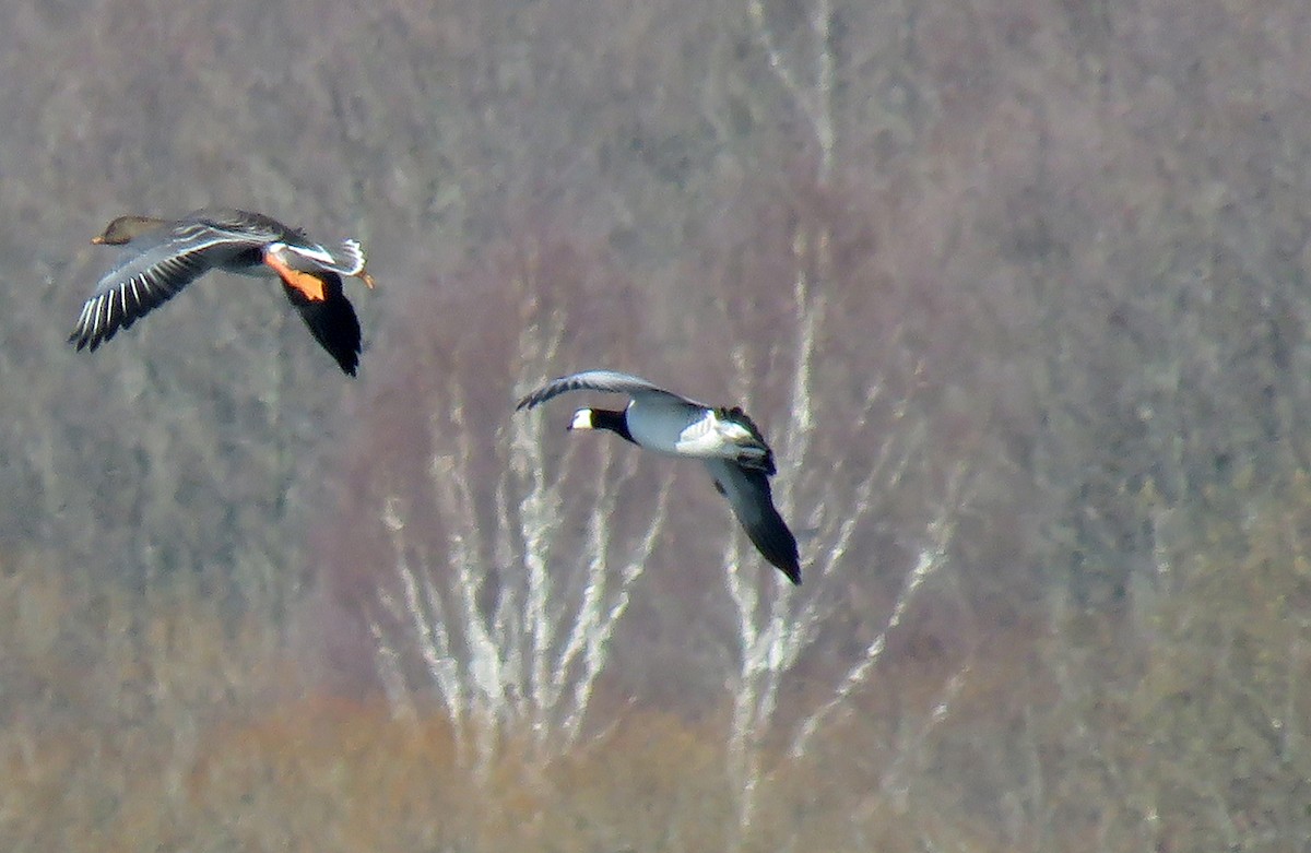 Barnacle Goose - ML437045921