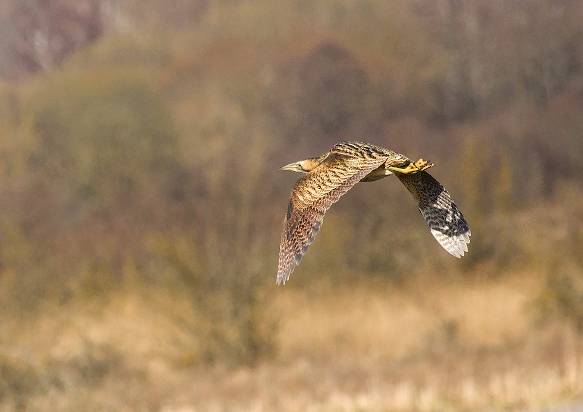 Great Bittern - ML437046161