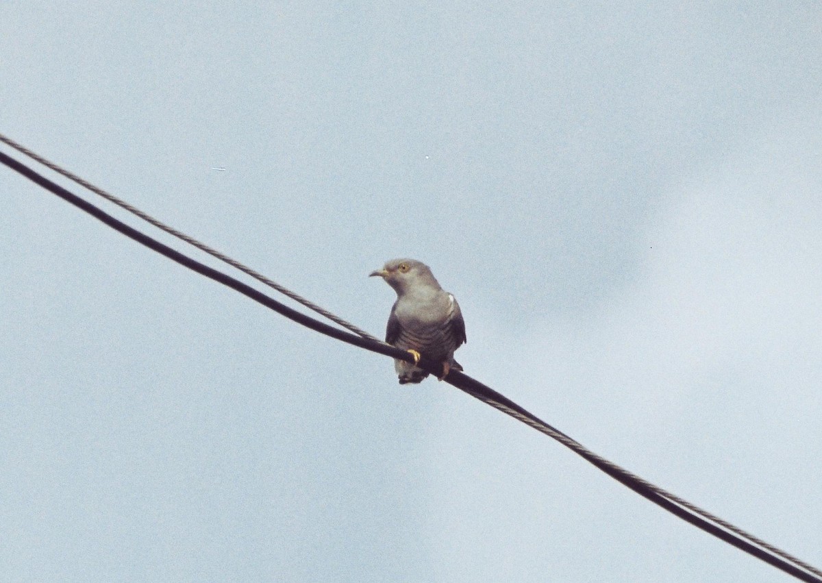 Common Cuckoo - ML43704661