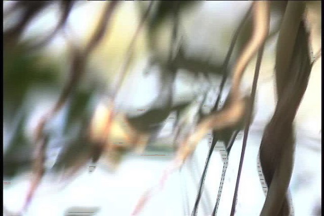 Buff-breasted Wren - ML437048