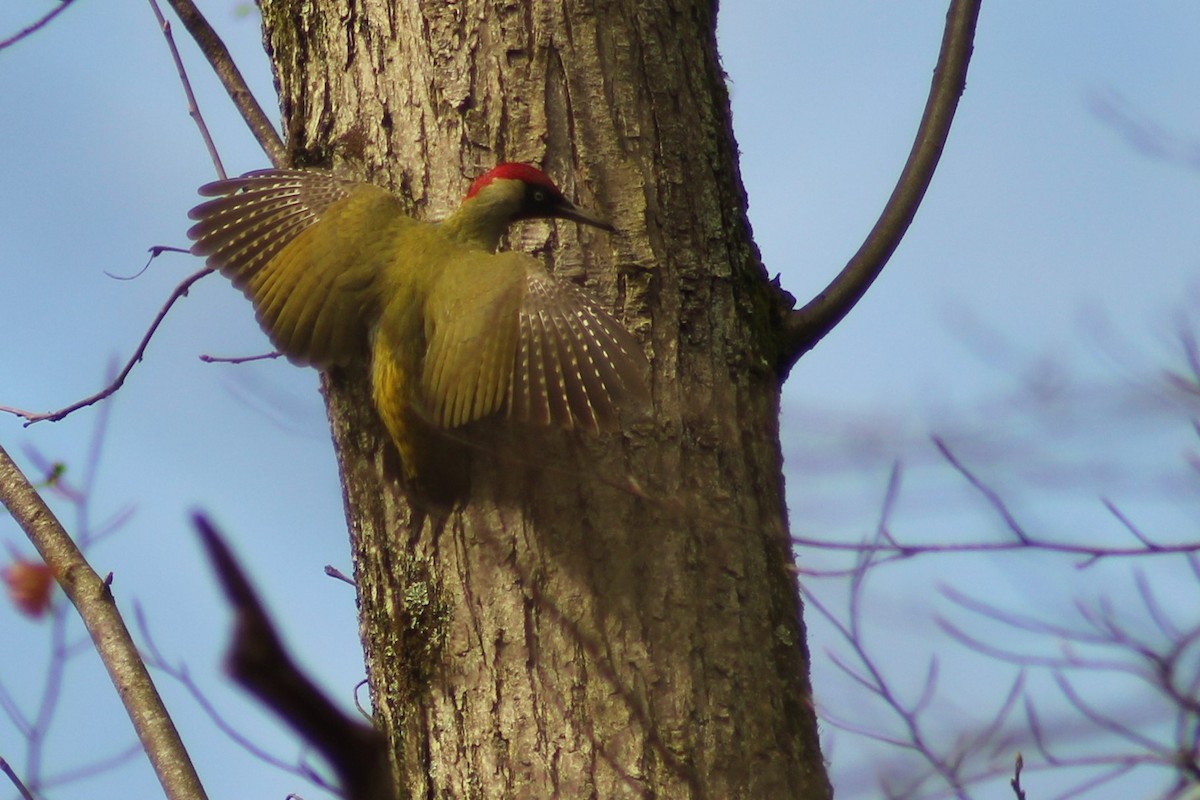 Eurasian Green Woodpecker - ML437048011