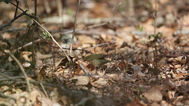 Paruline vermivore - ML437050241