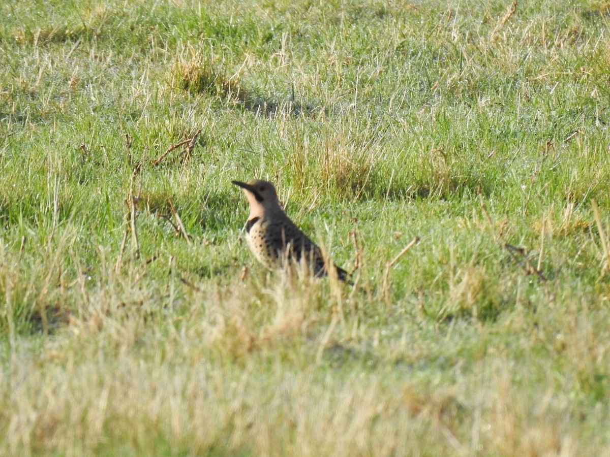 Northern Flicker - ML437050251