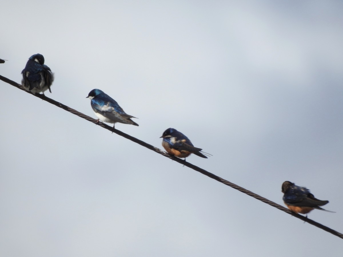 Tree Swallow - ML437050781