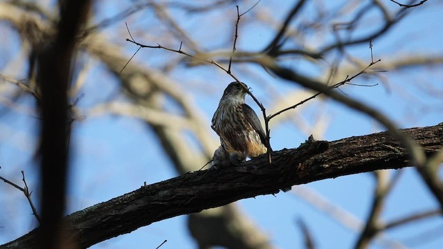 Дербник (columbarius) - ML437050961