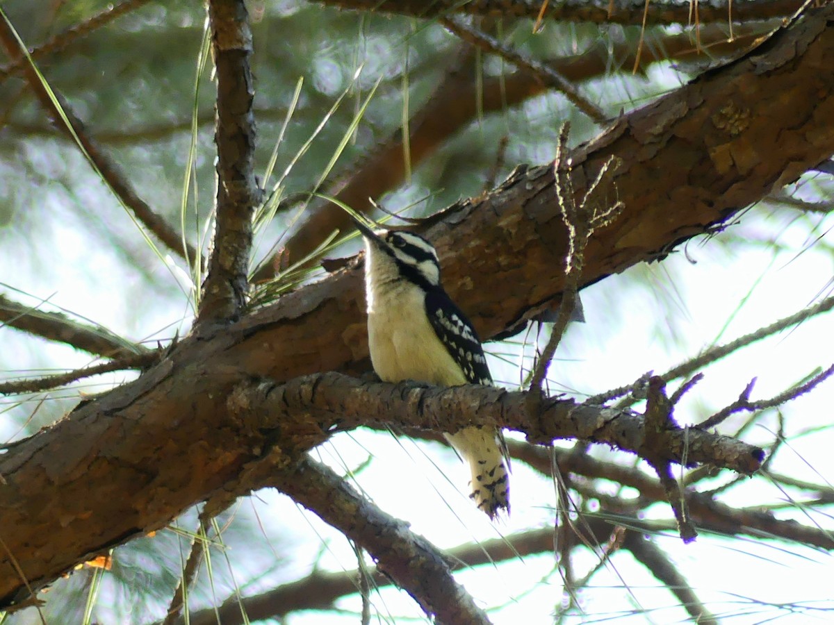 Downy Woodpecker - ML437053681