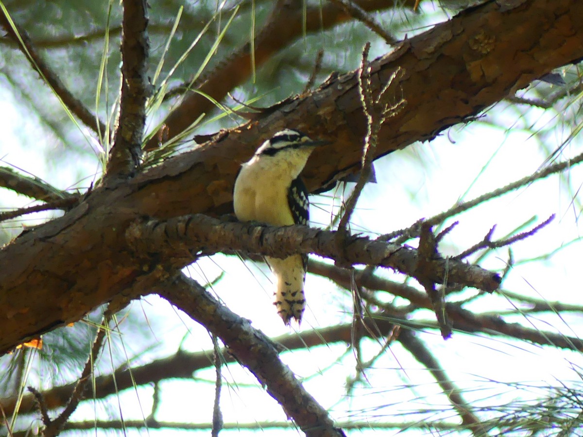 Downy Woodpecker - ML437053711