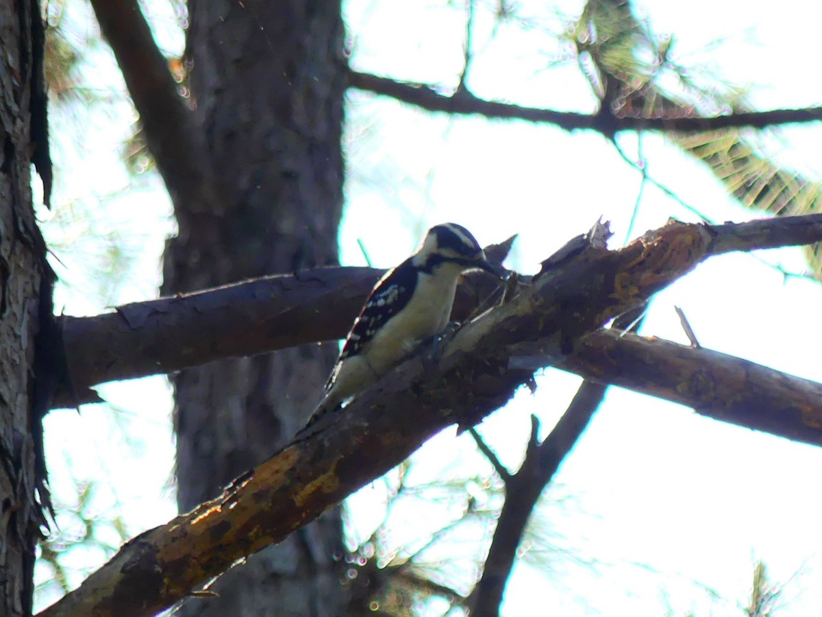 Downy Woodpecker - ML437053731