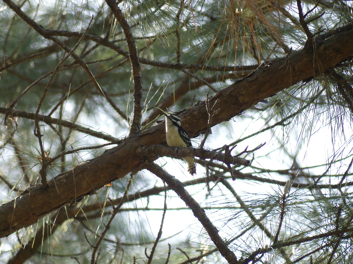 Downy Woodpecker - ML437053801