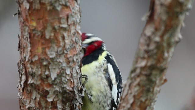 Yellow-bellied Sapsucker - ML437054321