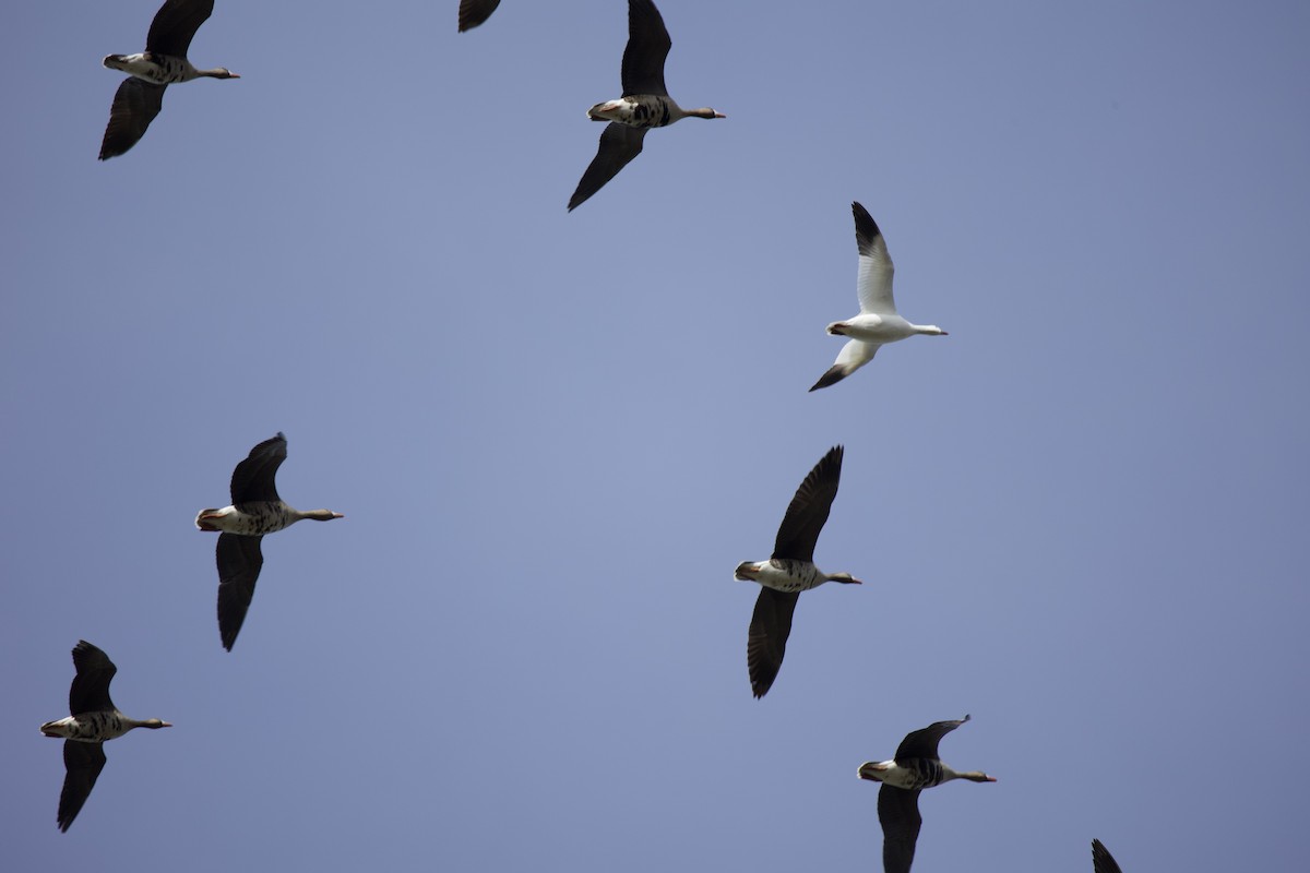 Snow Goose - ML437054801