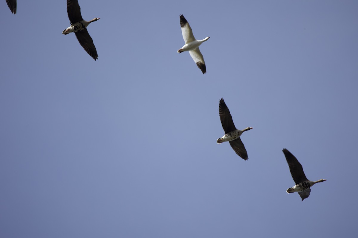Snow Goose - ML437054811