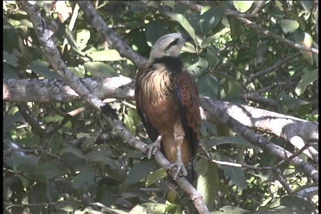 Black-collared Hawk - ML437056