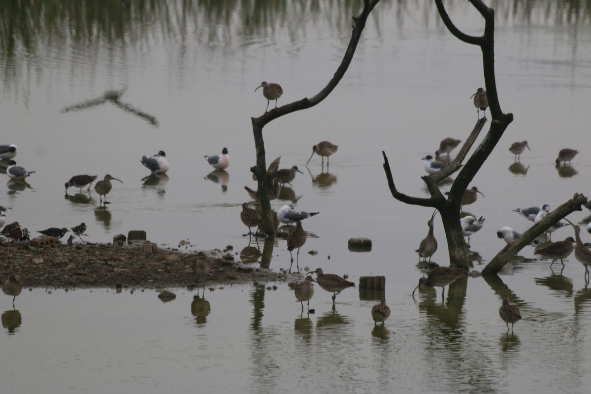 Marbled Godwit - ML437056331