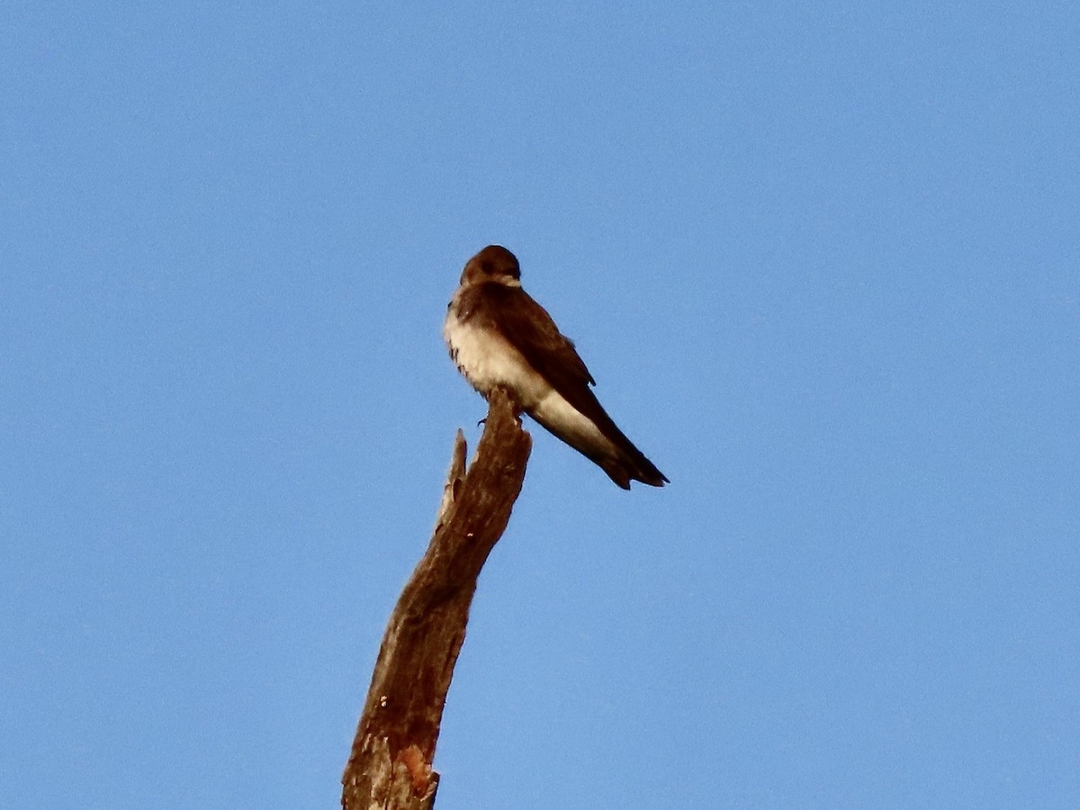 Northern Rough-winged Swallow - ML437056501