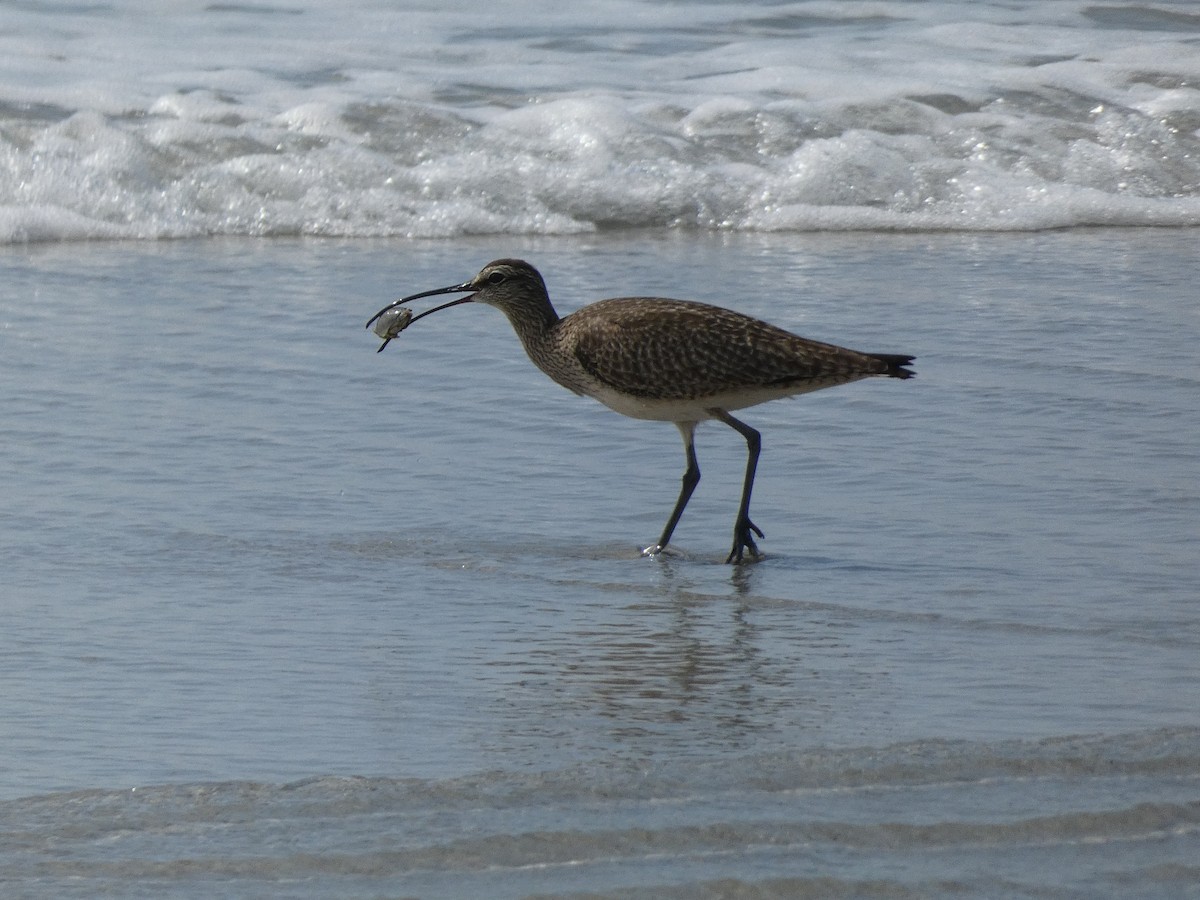 Whimbrel (Hudsonian) - ML437056751