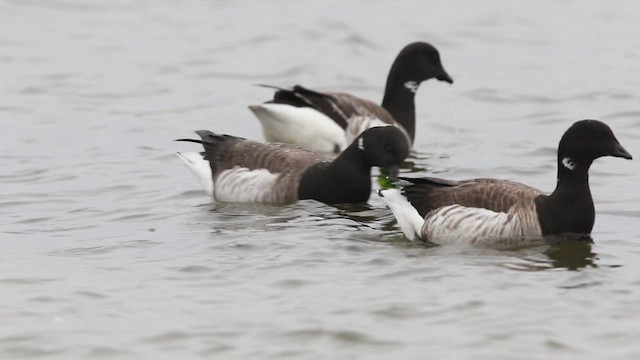 Branta musubeltza (hrota) - ML437056831